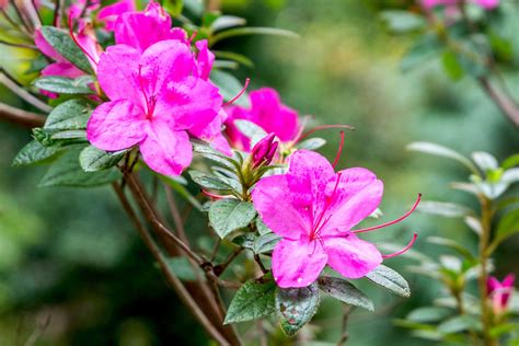 can azalea grow in the philippines|Azaleas care and growing guide: how to grow these shrubs.